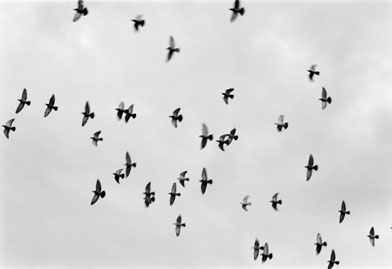birds above trinidad